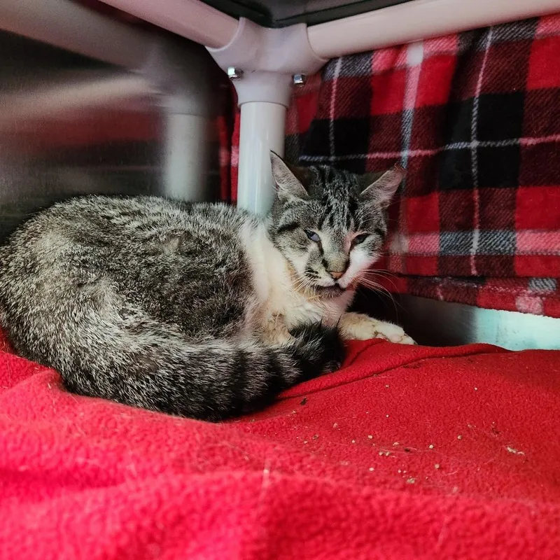 A senior small-sized female Gray / Blue / Silver Domestic Short Hair cat named Chantilly for adoption in Grand Rapids, MI