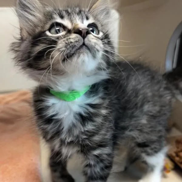 A baby small-sized male Domestic Medium Hair cat named Bart for adoption in Oakland, CA