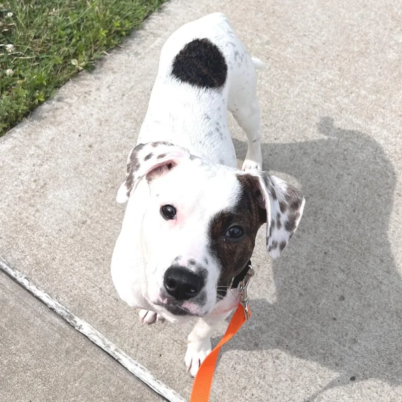 Krypto