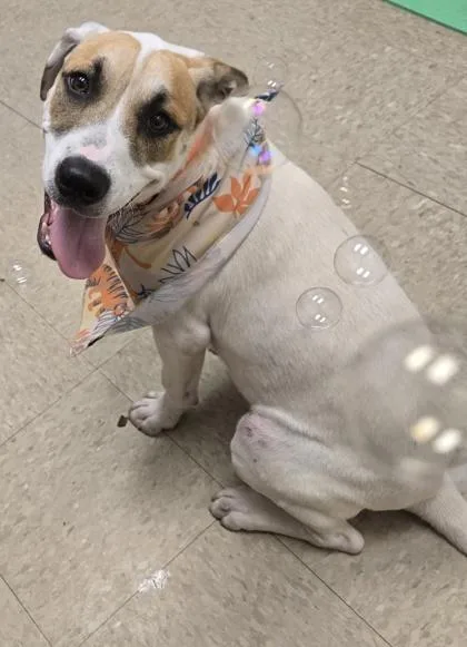 A baby medium-sized male Tricolor (Brown, Black, & White) Mixed Breed dog named Stormcloud for adoption in Hamilton, OH