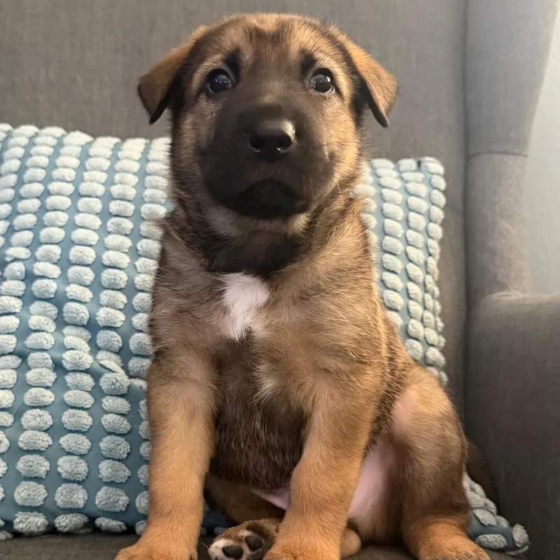 A baby large-sized male Brown / Chocolate German Shepherd Dog dog named Ichabod for adoption in Las Vegas, NV