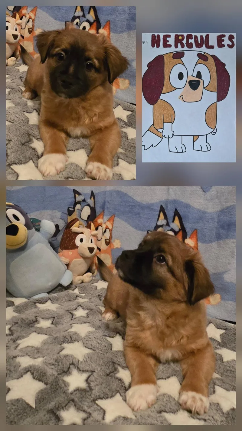 A baby small-sized male Brown / Chocolate Terrier dog named Hercules for adoption in Oakdale, CA