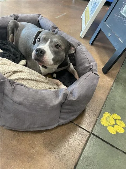 An adult medium-sized female Pit Bull Terrier dog named Honey Bee for adoption in Van Nuys, CA