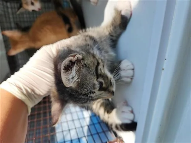 A baby medium-sized male Domestic Short Hair cat named 2 for adoption in Houston, TX