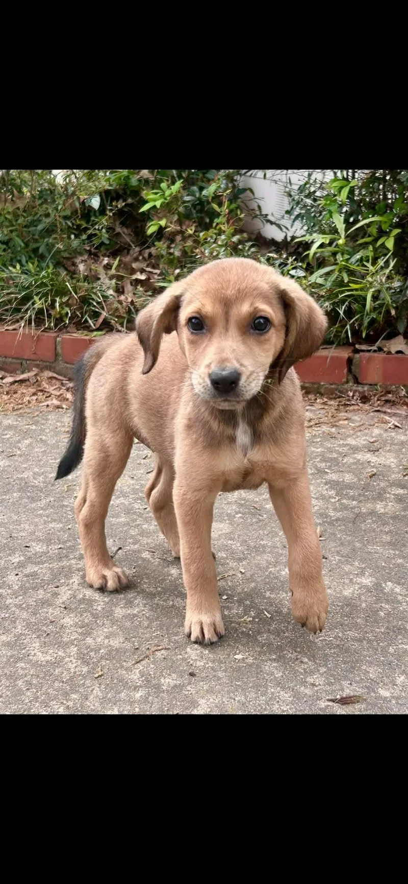 A baby medium-sized female Chocolate Labrador Retriever dog named Pebbles for adoption in Groton, CT