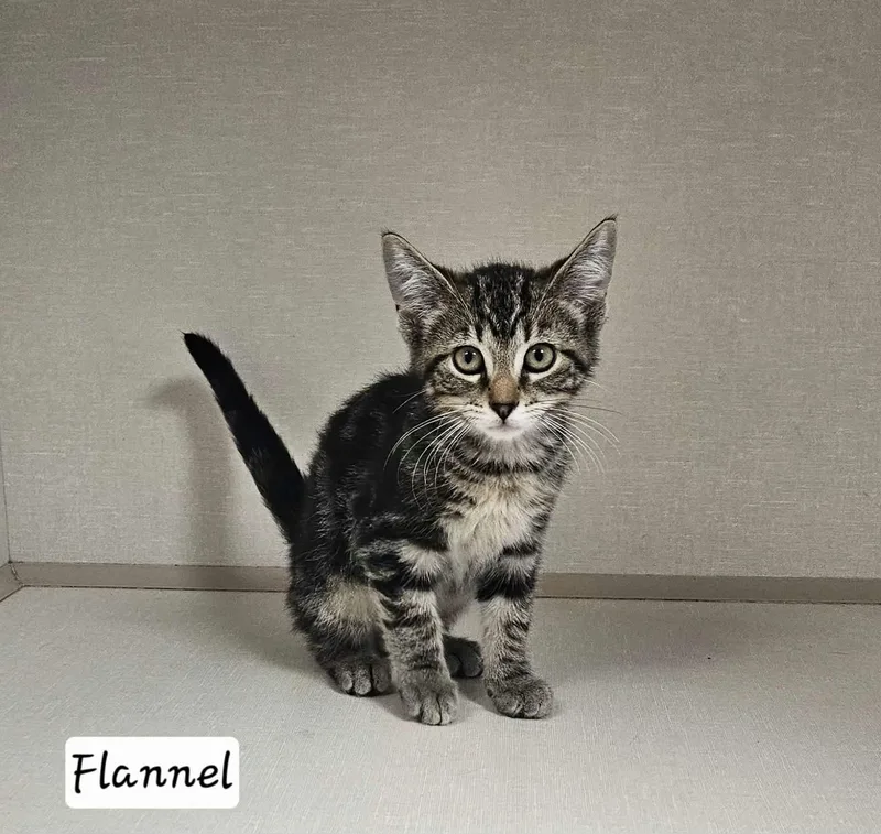 A baby large-sized male Domestic Short Hair cat named Flannel for adoption in Wapakoneta, OH