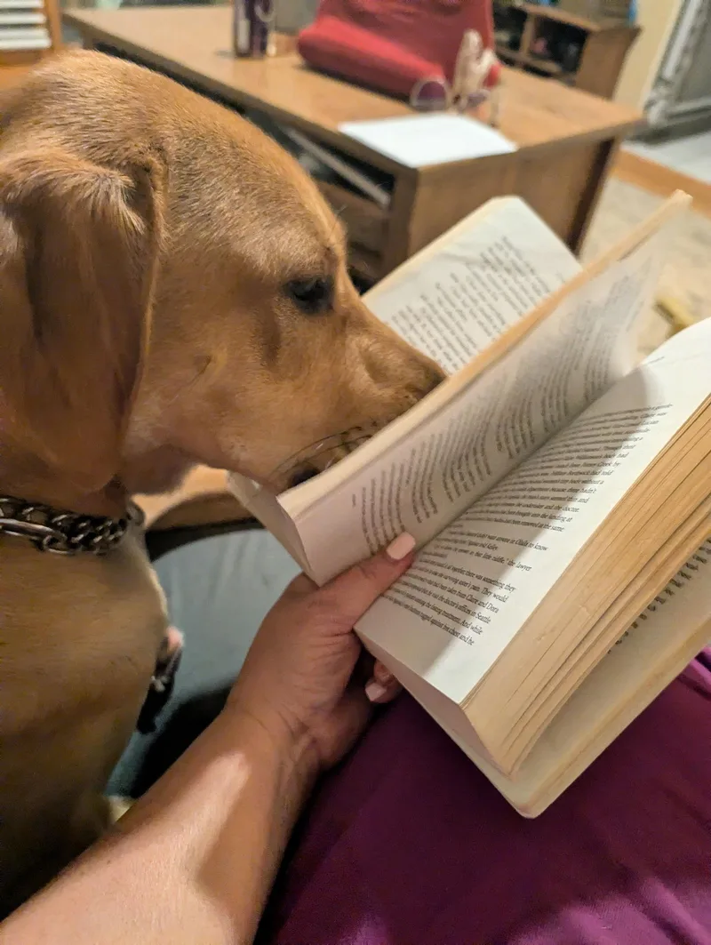 Moose Mcdougal thumbnail 3