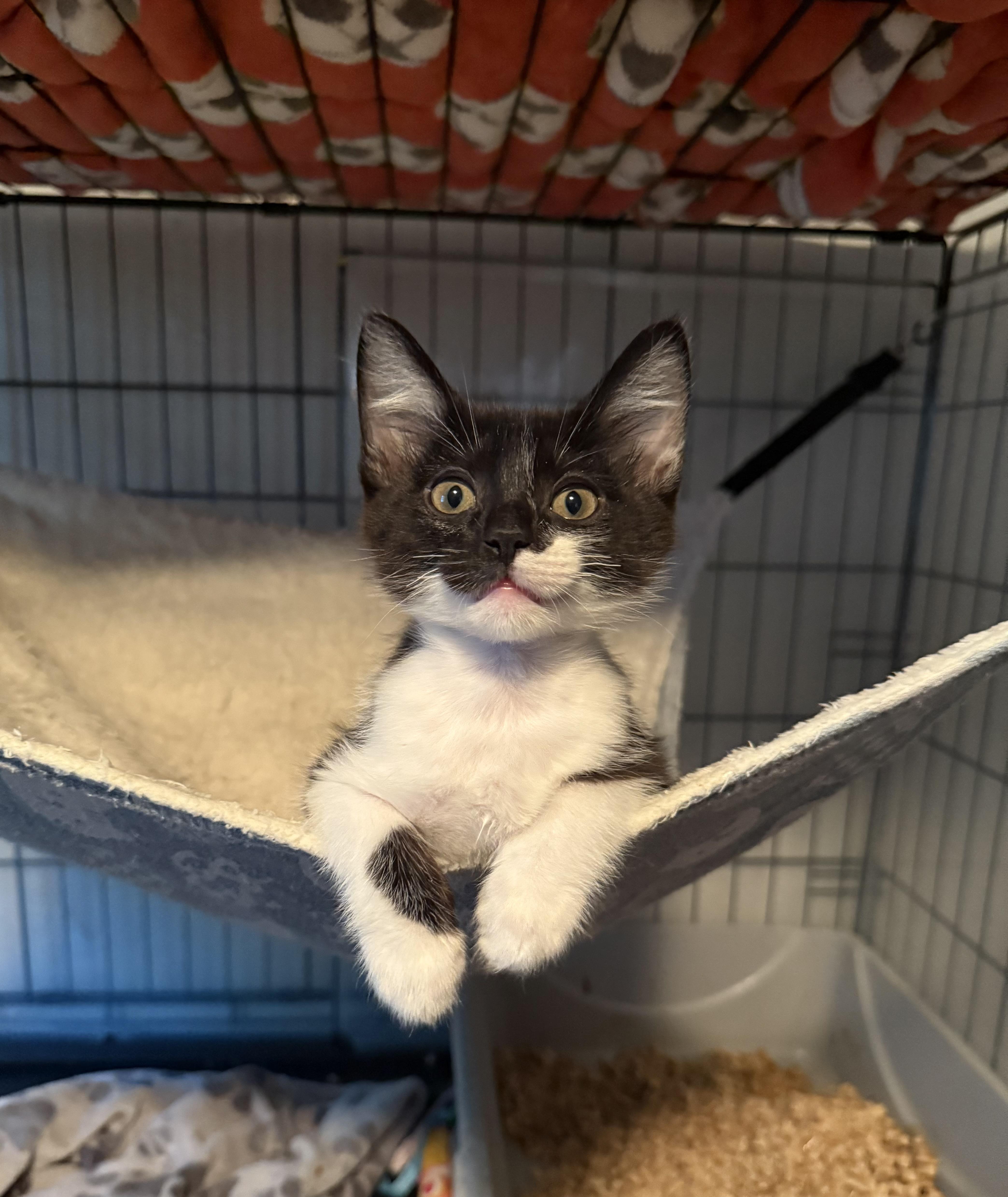A baby medium-sized male Black & White / Tuxedo Domestic Short Hair cat named Vortex for adoption in Fresno, CA