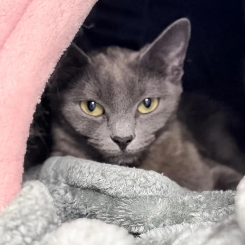 An adult small-sized female Gray / Blue / Silver Domestic Short Hair cat named Smokey for adoption in Medford, OR
