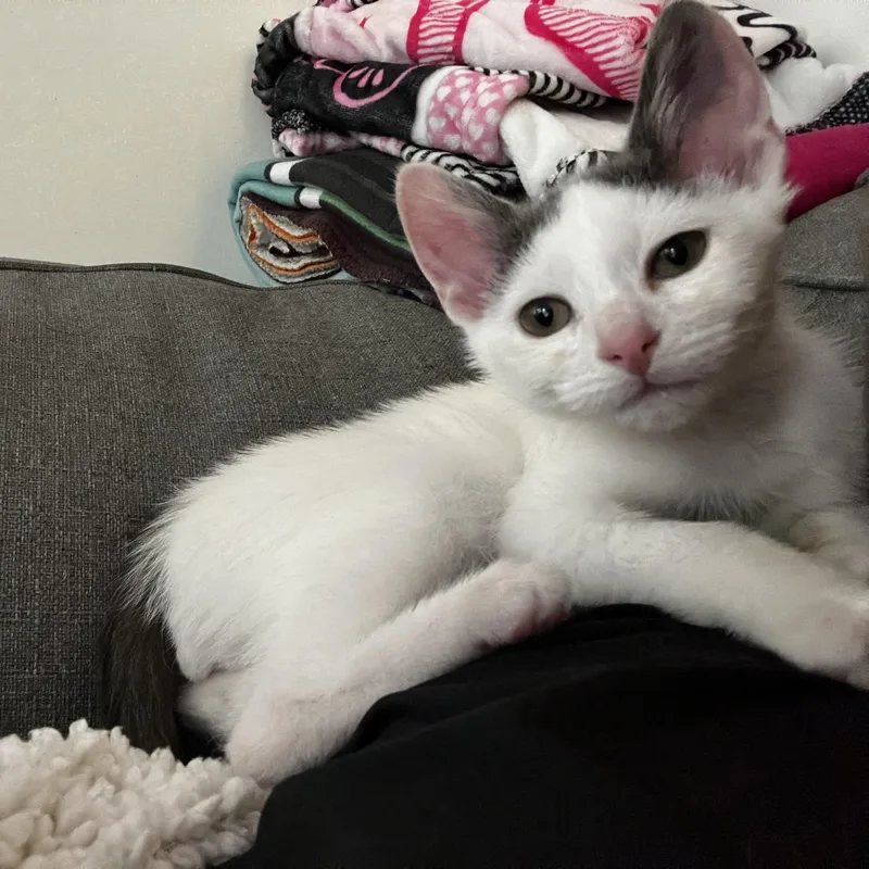 A baby medium-sized male White Domestic Short Hair cat named S'more for adoption in Chicago, IL