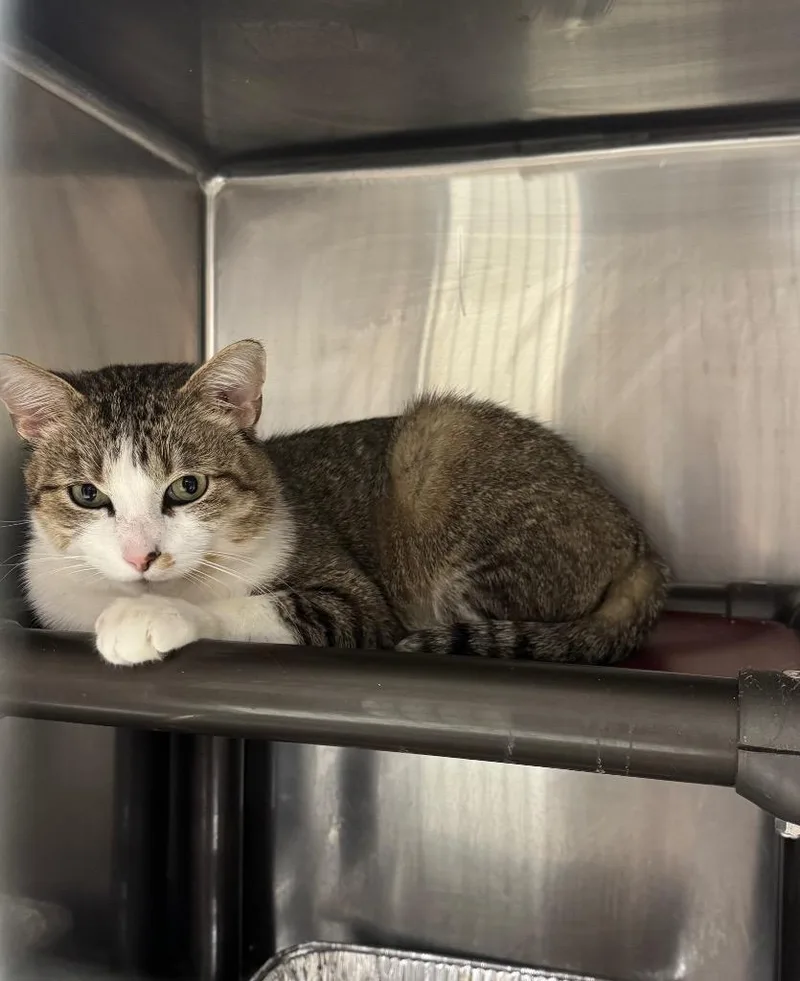 An adult medium-sized male Domestic Short Hair cat named Jynx Il for adoption in Fort Lupton, CO