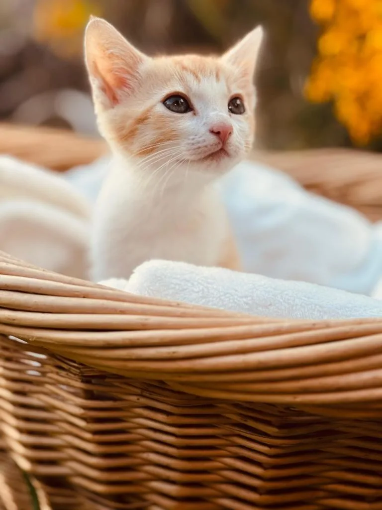 O'reilly thumbnail 2