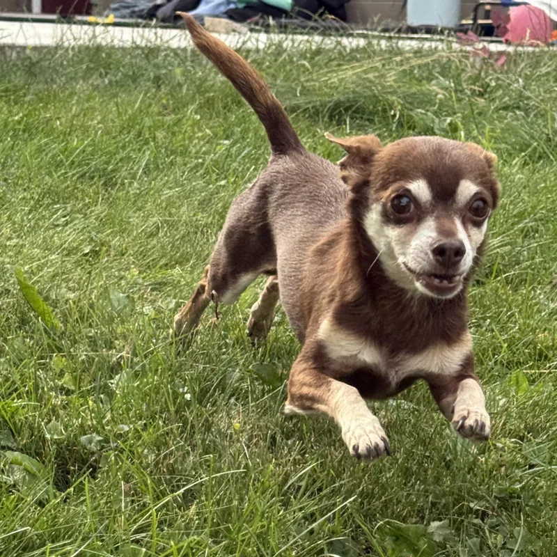 Schnausage & Beans  thumbnail 3