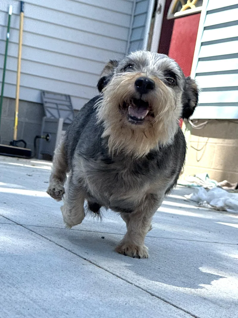 Schnausage & Beans  thumbnail 4