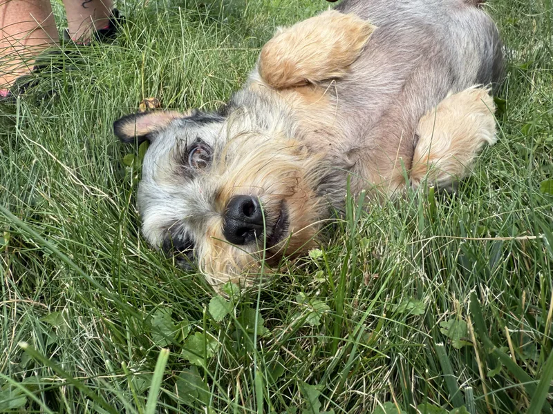 Schnausage & Beans  thumbnail 5