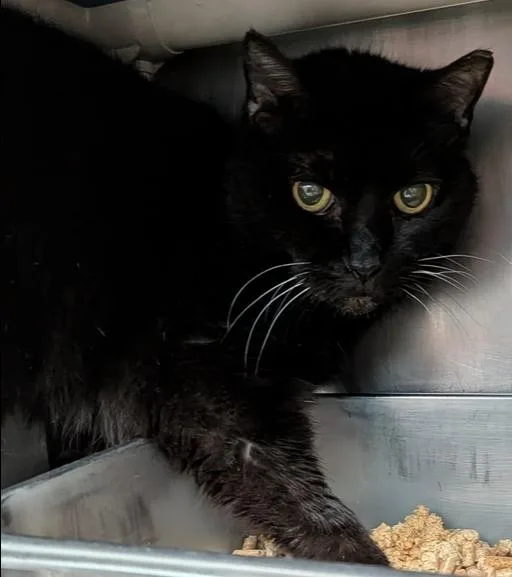 An adult small-sized female Black Domestic Short Hair cat named Spicy Newton for adoption in Evansville, IN