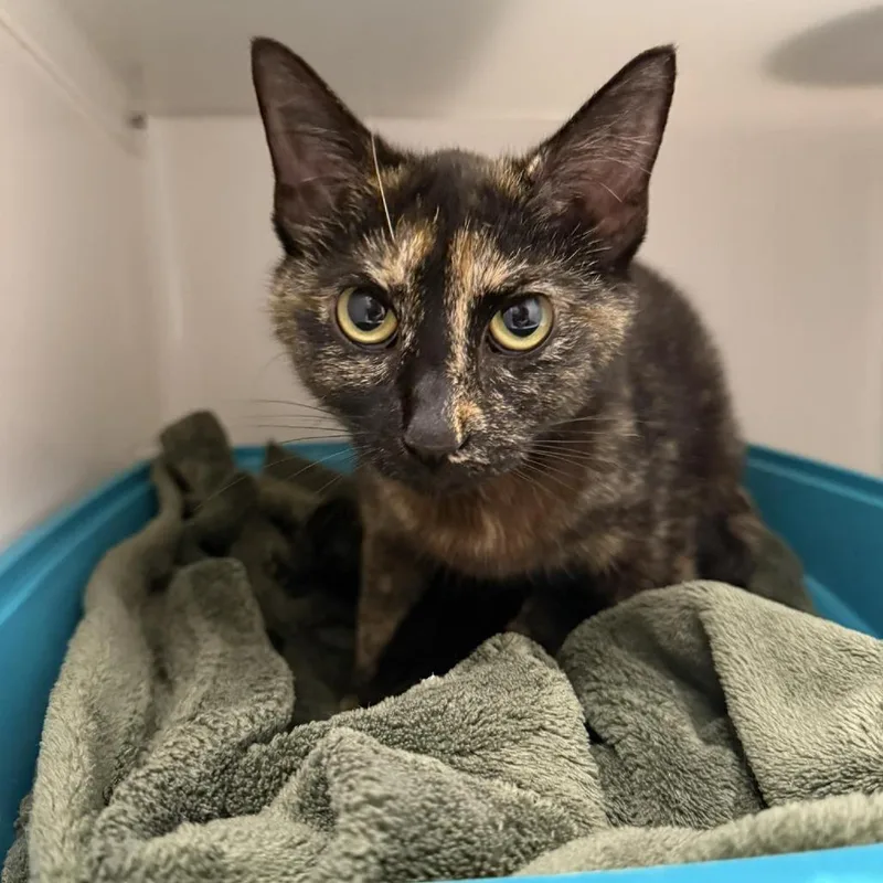 An adult medium-sized female Tortoiseshell Domestic Short Hair cat named Fallon for adoption in Rocky Mount, VA