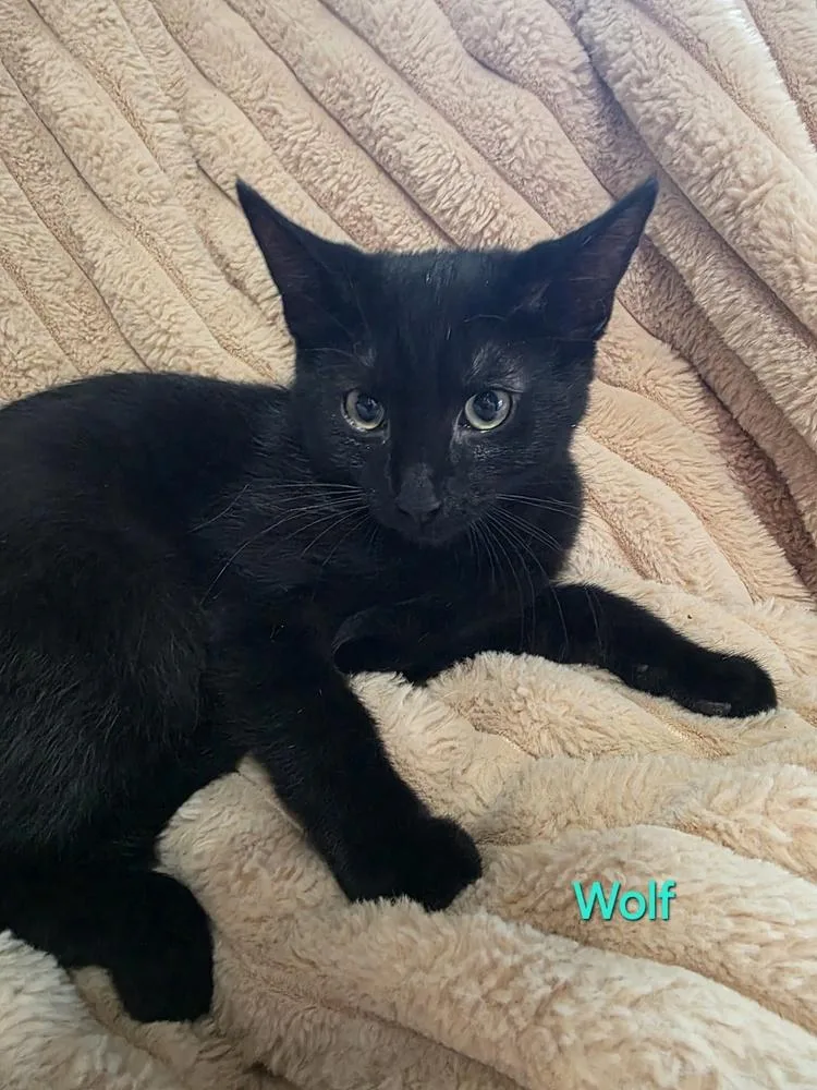 A baby small-sized male Black Domestic Short Hair cat named Wolf for adoption in Elyria, OH