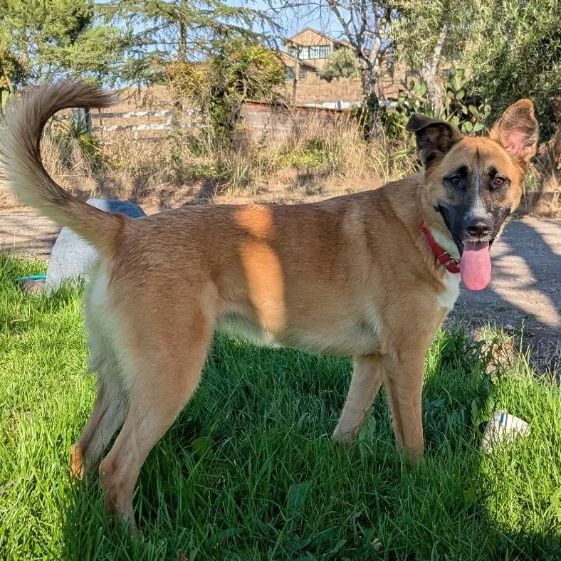 A young medium-sized female Mixed Breed dog named Stevie Nicks for adoption in Sonoma, CA