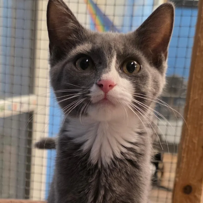 A baby small-sized female Gray / Blue / Silver Domestic Short Hair cat named Morticia for adoption in Frederick, MD