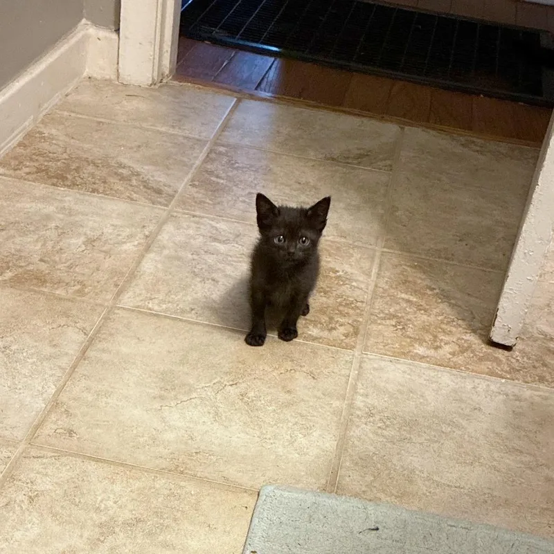 A baby small-sized female Black Domestic Short Hair cat named Dede for adoption in Memphis, TN