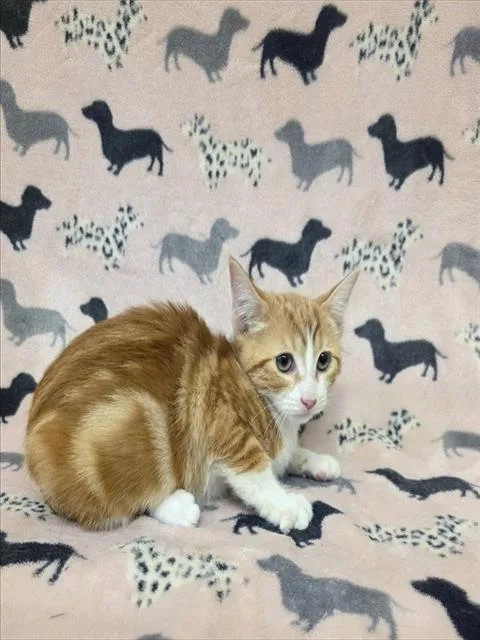 A baby medium-sized female Domestic Short Hair cat named Peaches for adoption in Castaic, CA