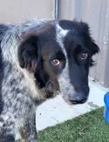 An adult large-sized male Black Australian Cattle Dog / Blue Heeler dog named Frost for adoption in Commerce, TX