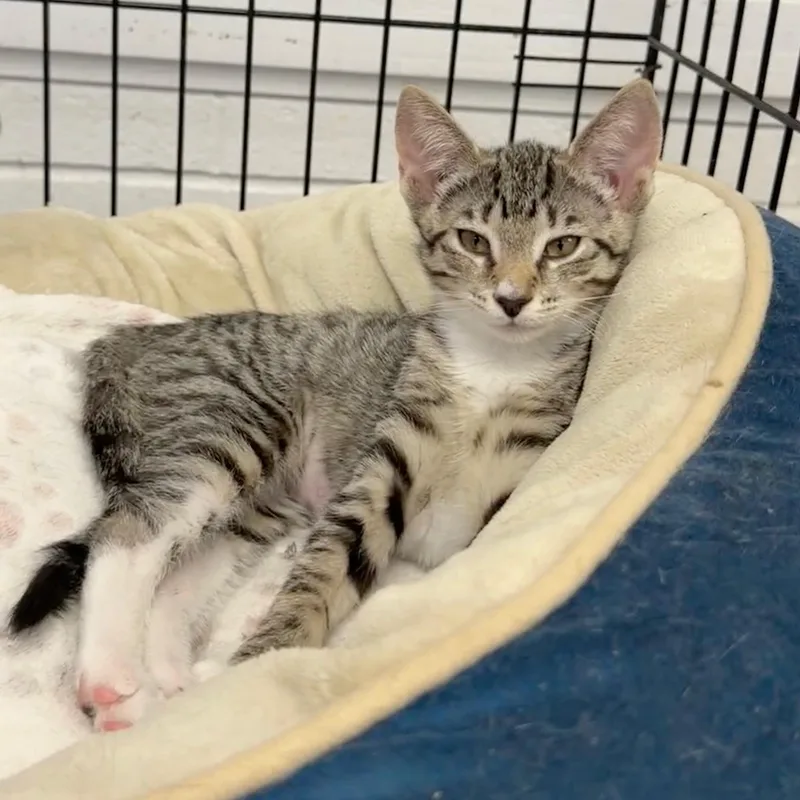 A baby medium-sized female Tabby (Brown / Chocolate) Domestic Short Hair cat named Citrine for adoption in Wantagh, NY