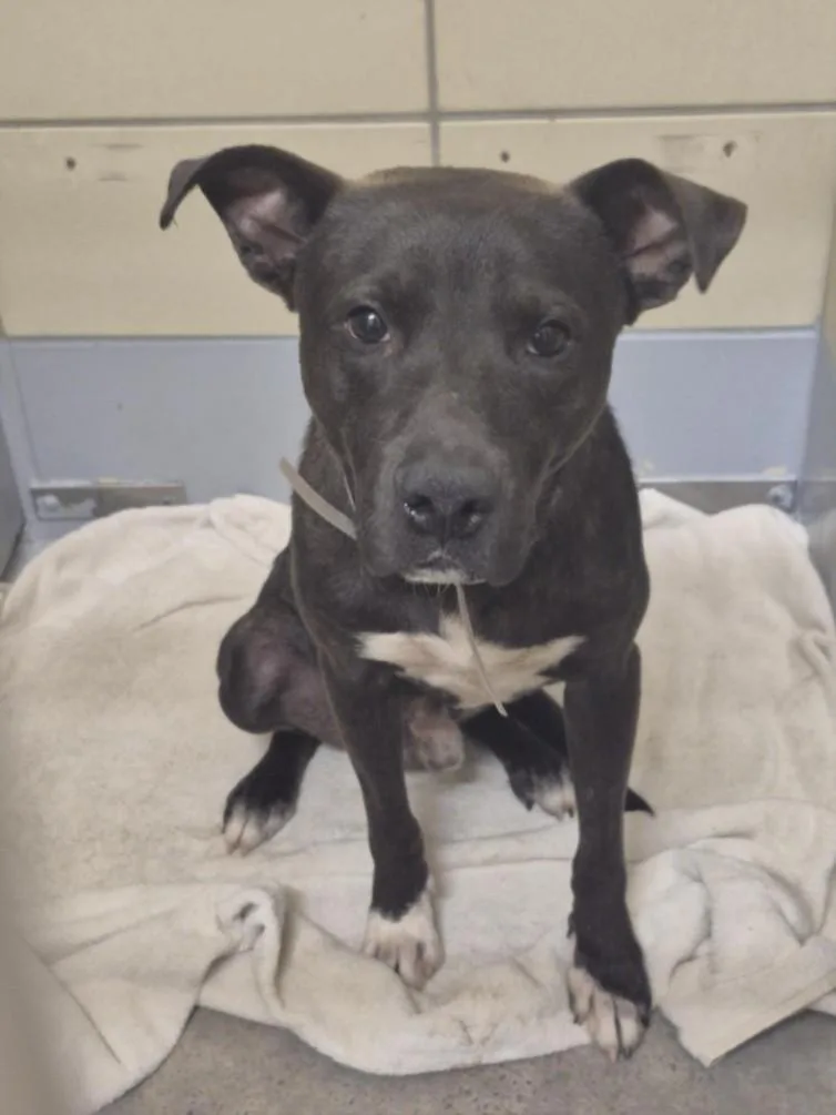 A young medium-sized male Staffordshire Bull Terrier dog named Storm for adoption in Houston, TX
