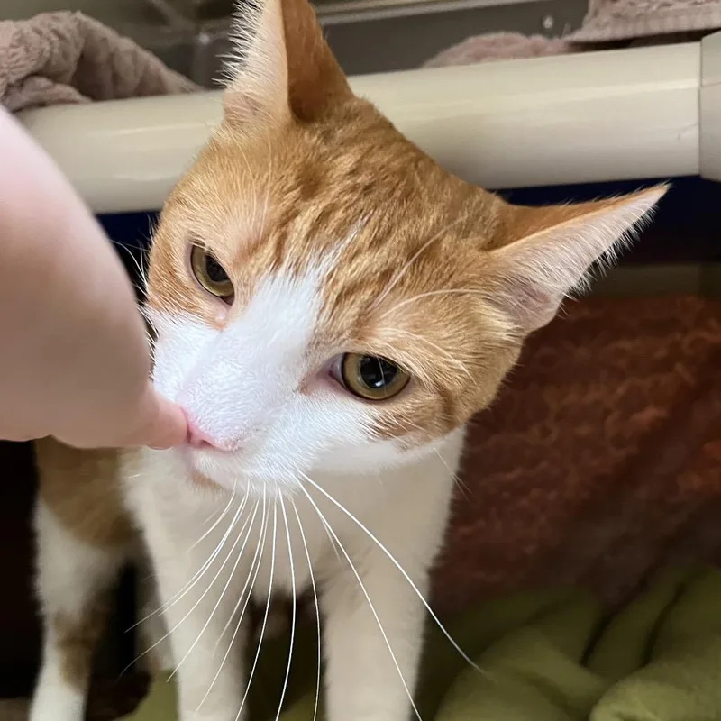 Cheddar Bob thumbnail 5
