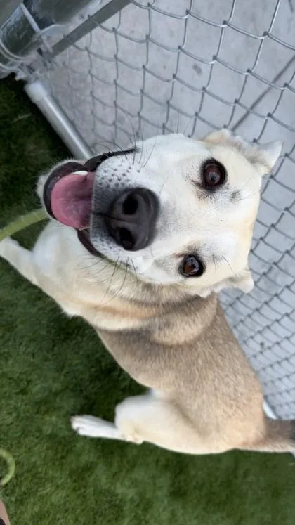 An adult medium-sized female Labrador Retriever dog named Crystal for adoption in Hamilton, MT