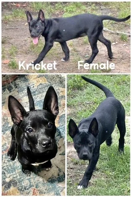 Kricket