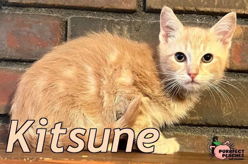 A baby medium-sized male Domestic Short Hair cat named Kitsune for adoption in Douglasville, GA