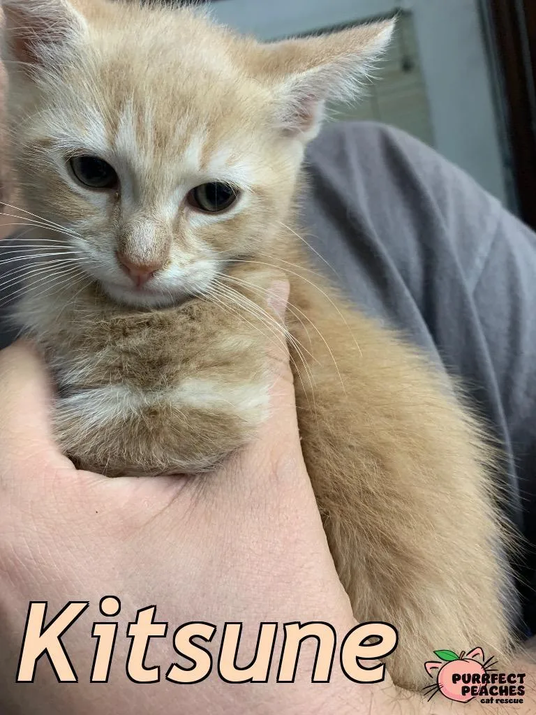 Kitsune thumbnail 2