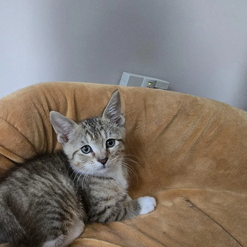 A baby medium-sized male Tabby (Buff / Tan / Fawn) Tabby cat named Ted for adoption in Woodbridge, NJ