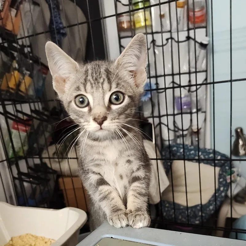 A baby small-sized male Gray / Blue / Silver Domestic Short Hair cat named Hooper for adoption in Durham, NC