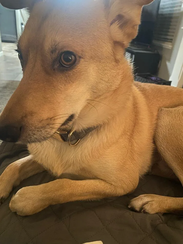Duke