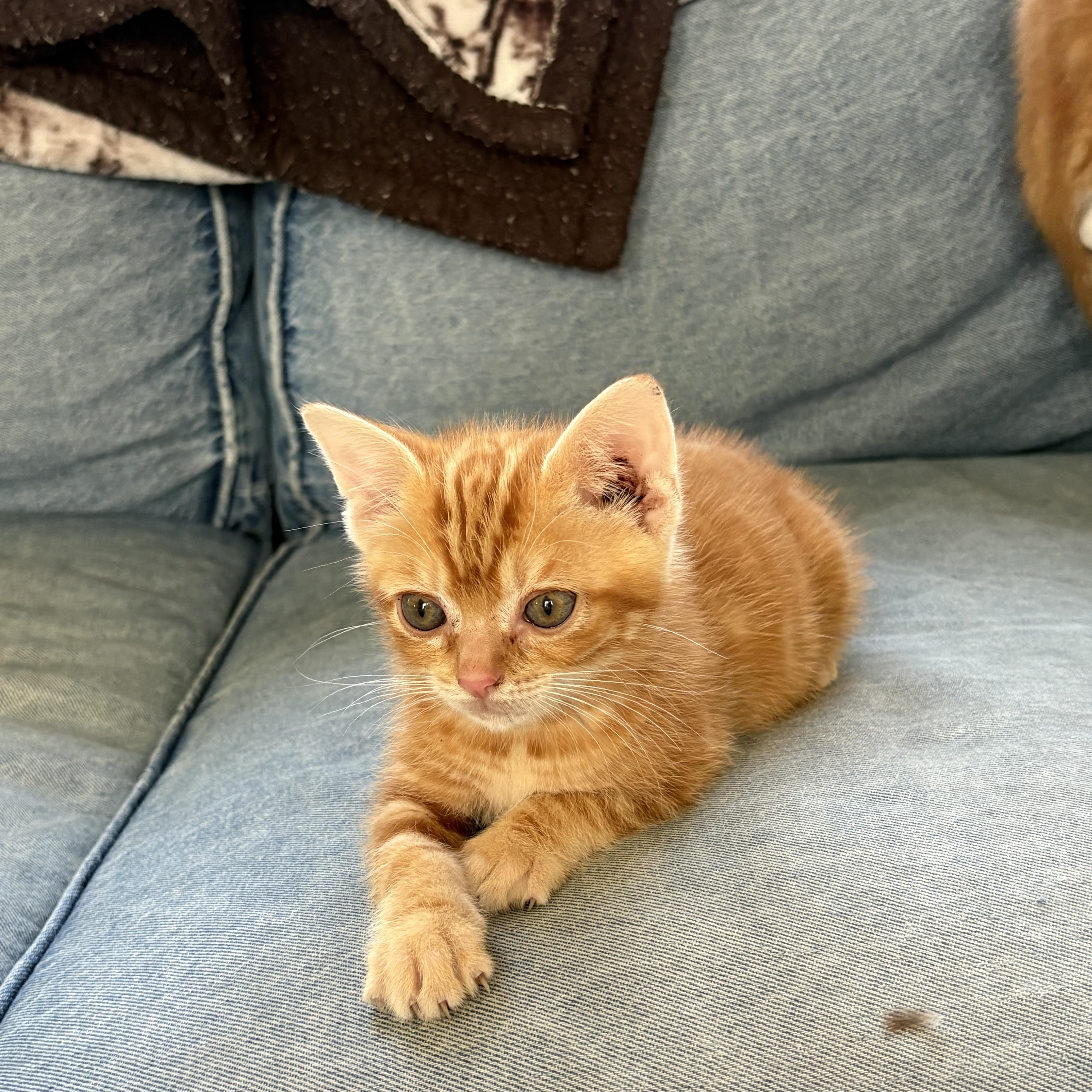 A baby small-sized male Orange / Red Domestic Short Hair cat named Butterbean for adoption in Hickory, NC