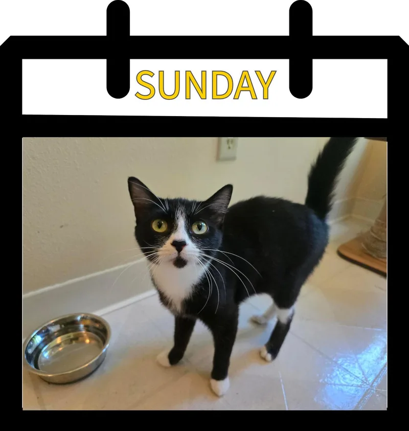 An adult small-sized female Black & White / Tuxedo Domestic Short Hair cat named Sunday for adoption in Newberg, OR