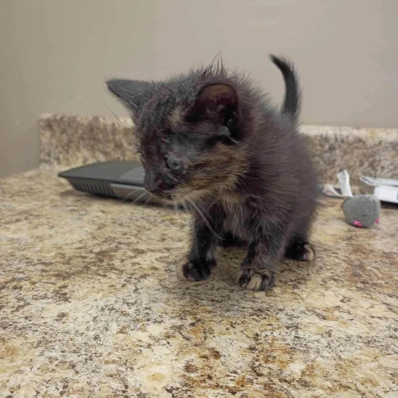 A baby small-sized female Dilute Tortoiseshell cat named Ursula for adoption in Alexandria, VA