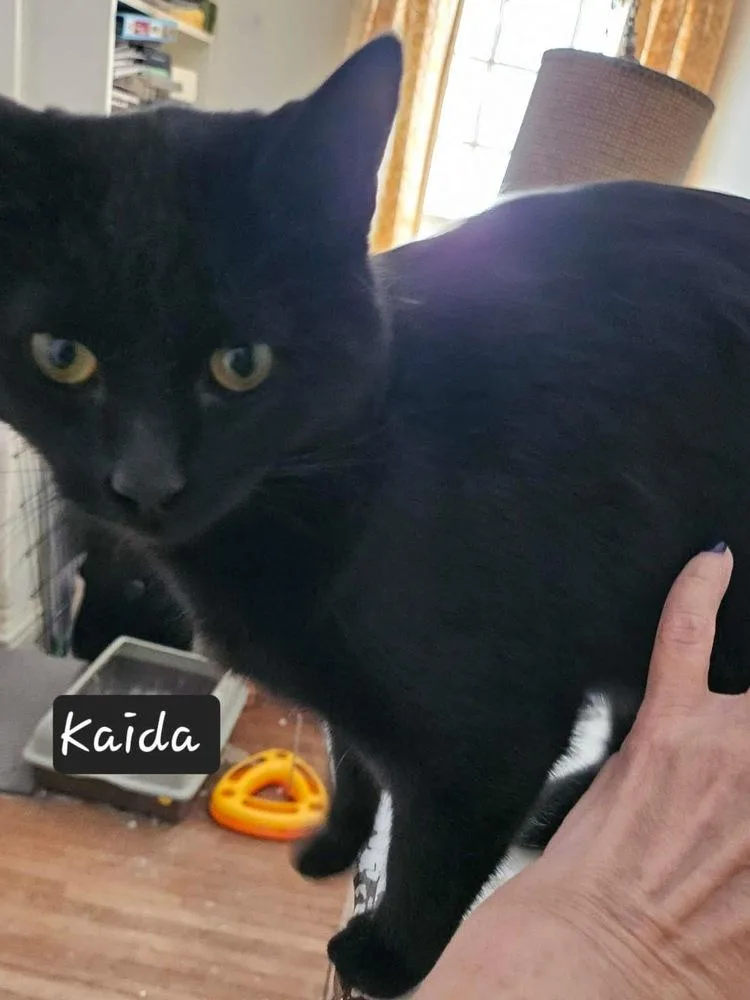 Kaida thumbnail 3