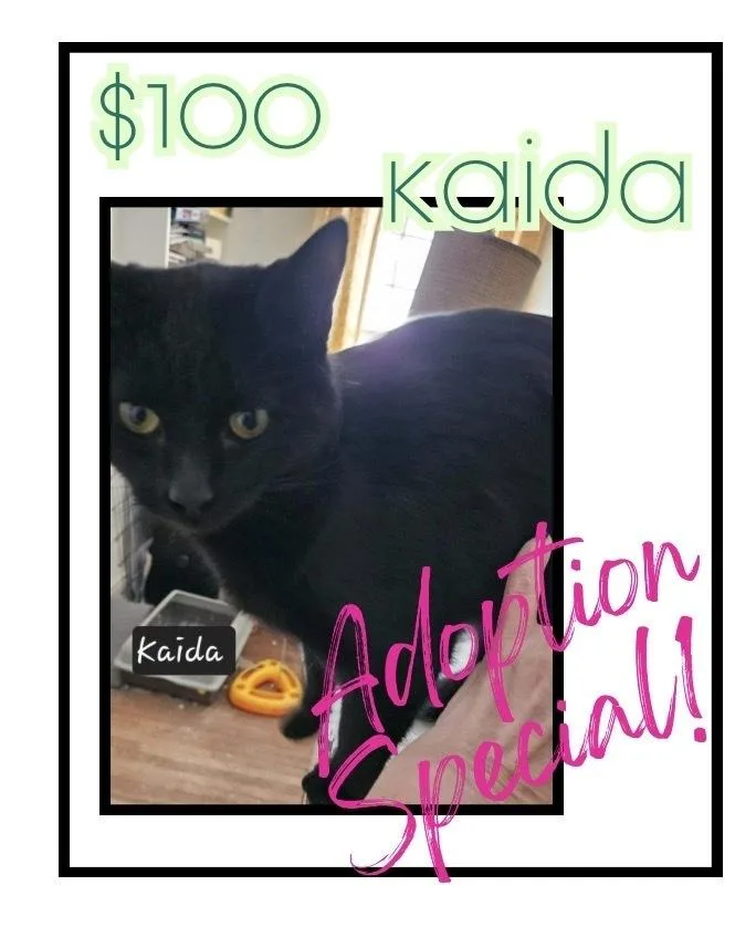 Kaida thumbnail 4