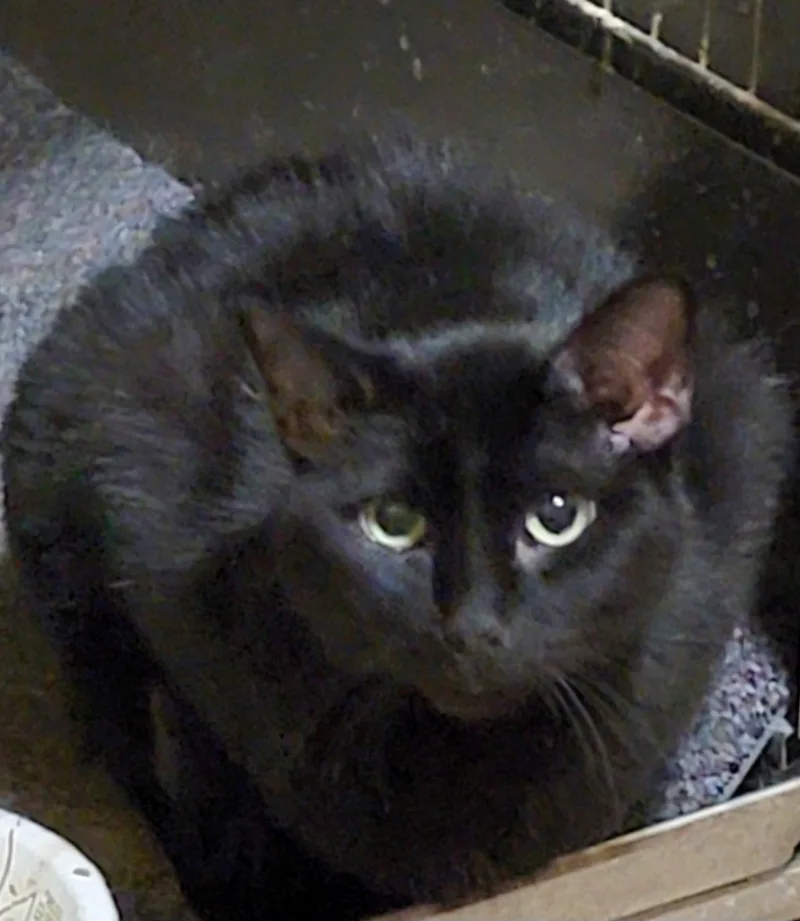 Dana Scully thumbnail 2