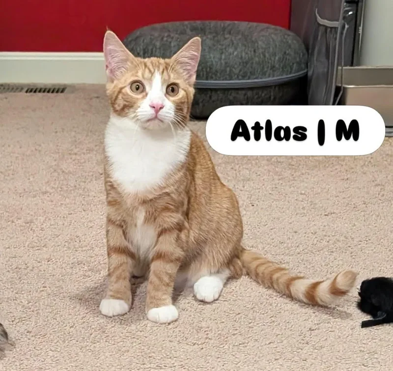 A young medium-sized male Domestic Short Hair cat named Atlas for adoption in McDonald, PA