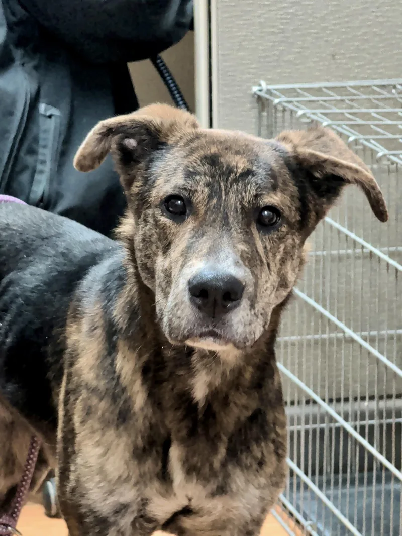 A young medium-sized male Brindle Plott Hound dog named Vinnie for adoption in Petersburg, VA