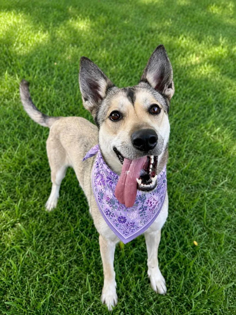 A young medium-sized female White / Cream Husky dog named Louise for adoption in Chandler, AZ