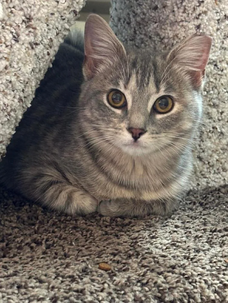A baby small-sized female Domestic Short Hair cat named Opal for adoption in Groveland, MA