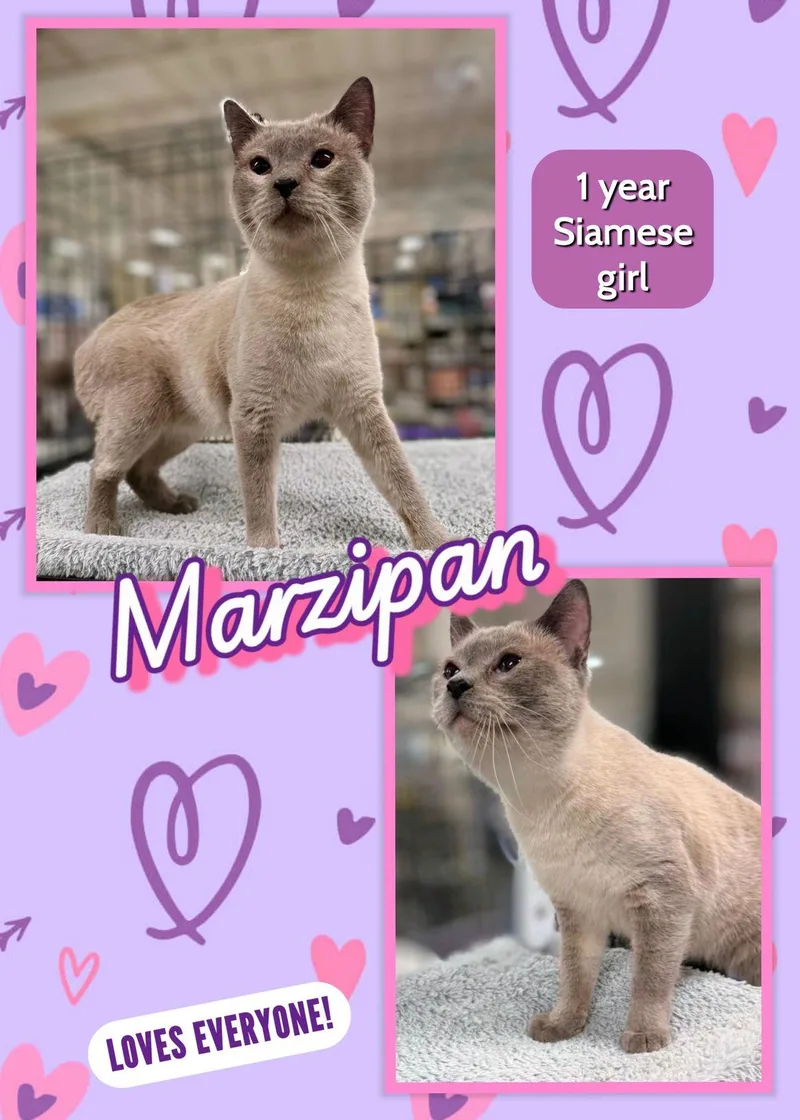 An adult small-sized female Black & White / Tuxedo Domestic Medium Hair cat named Marzipan for adoption in San Juan Capistrano, CA