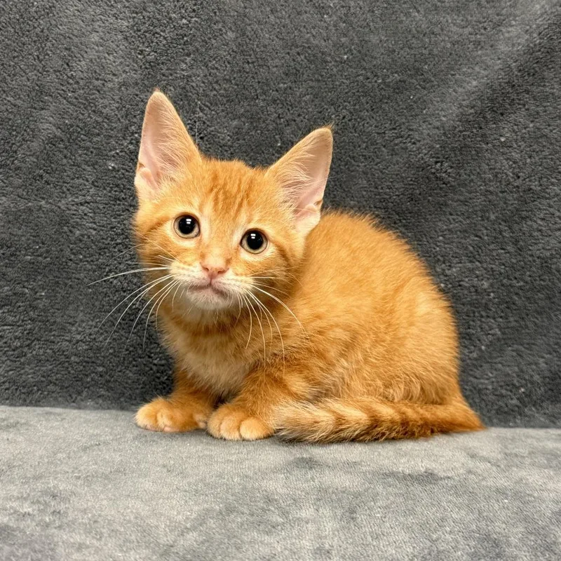 A baby medium-sized male Domestic Short Hair cat named Rafael for adoption in Brenham, TX