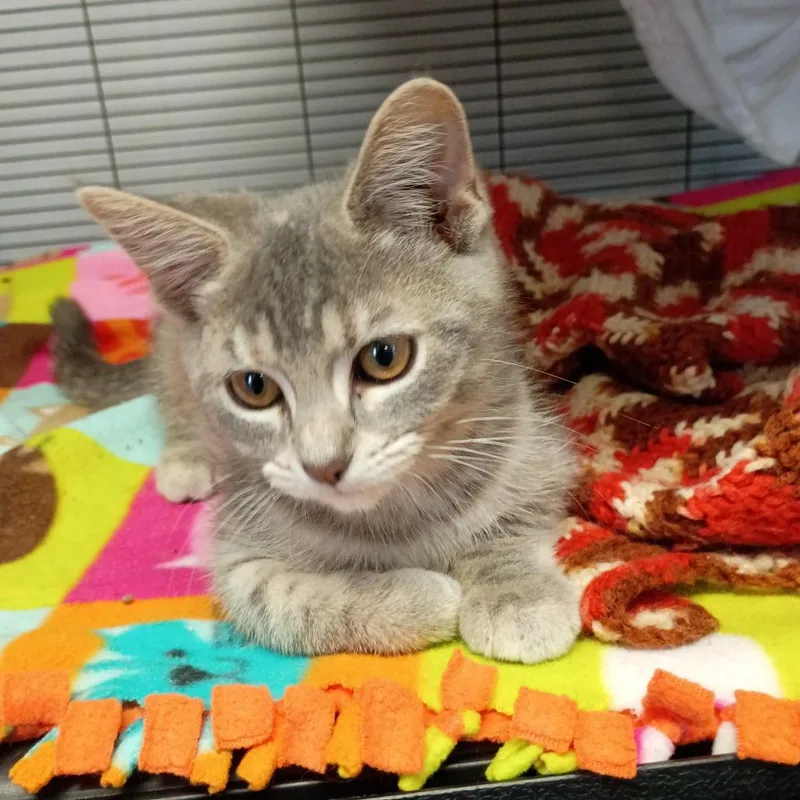 A baby small-sized female Domestic Short Hair cat named Betty Boop for adoption in Muncie, IN
